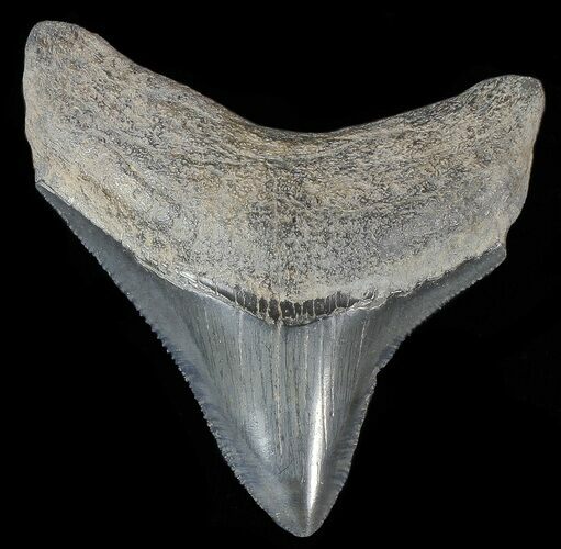 Serrated, Fossil Megalodon Tooth - Georgia #68029